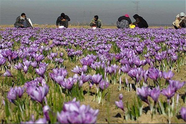 افزایش ۱۵ درصدی تولید زعفران در چهارمحال و بختیاری