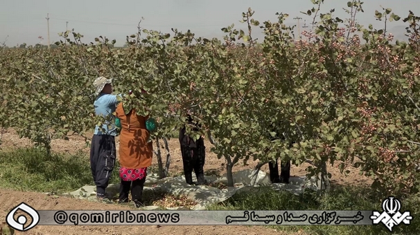 دست ما کوتاه و خرما بر نخیل