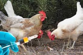 رعایت همه تمهیدات برای جلوگیری از شیوع آنفلوانزای پرندگان