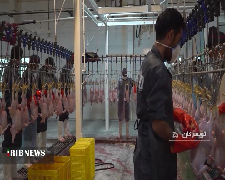 بازگشت مجدد کشتارگاه مرغ در شهرستان تویسرکان به چرخه تولید