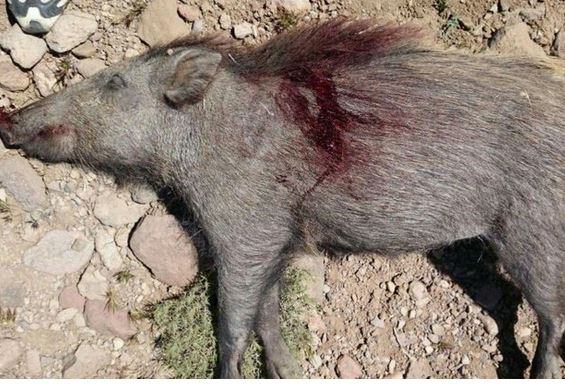 دستگیری شکارچیان خوک وحشی در درگز