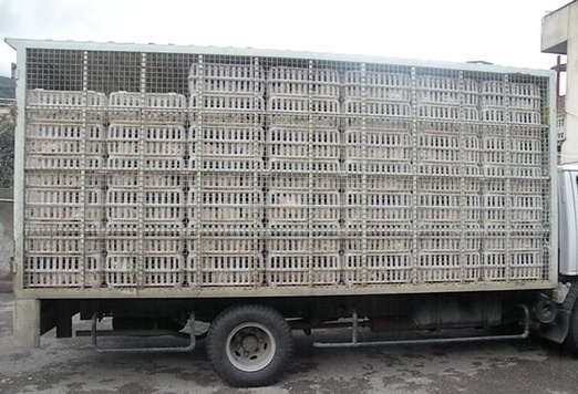 کشف بیش از ۷ هزار کیلو مرغ قاچاق در ملکشاهی
