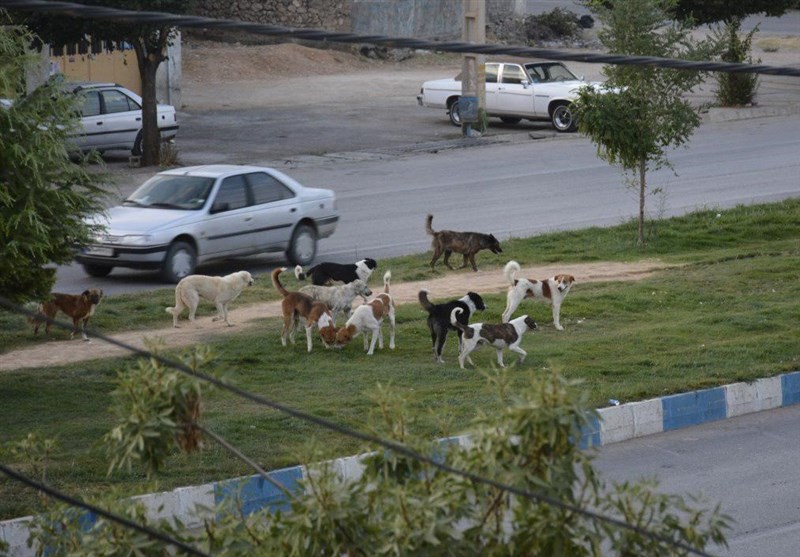 اجرای طرح جمع آوری حیوانات ولگرد در شهر یاسوج