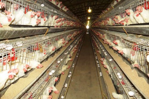 تولید۶ هزار تن تخم مرغ در واحد‌های مرغداری قزوین