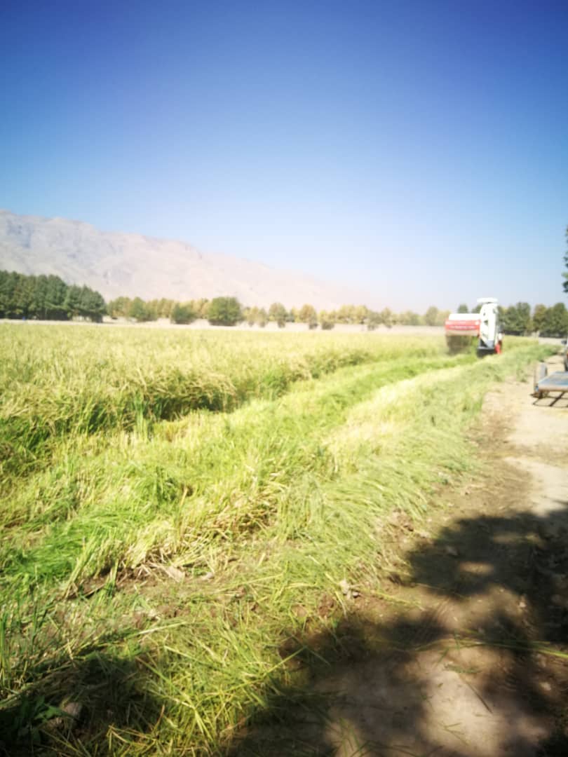 کشت موفقیت آمیز برنج به روش خشکه کاری در شیراز
