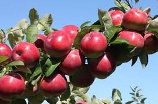 افزایش 42 درصدی تولید سیب در خلخال