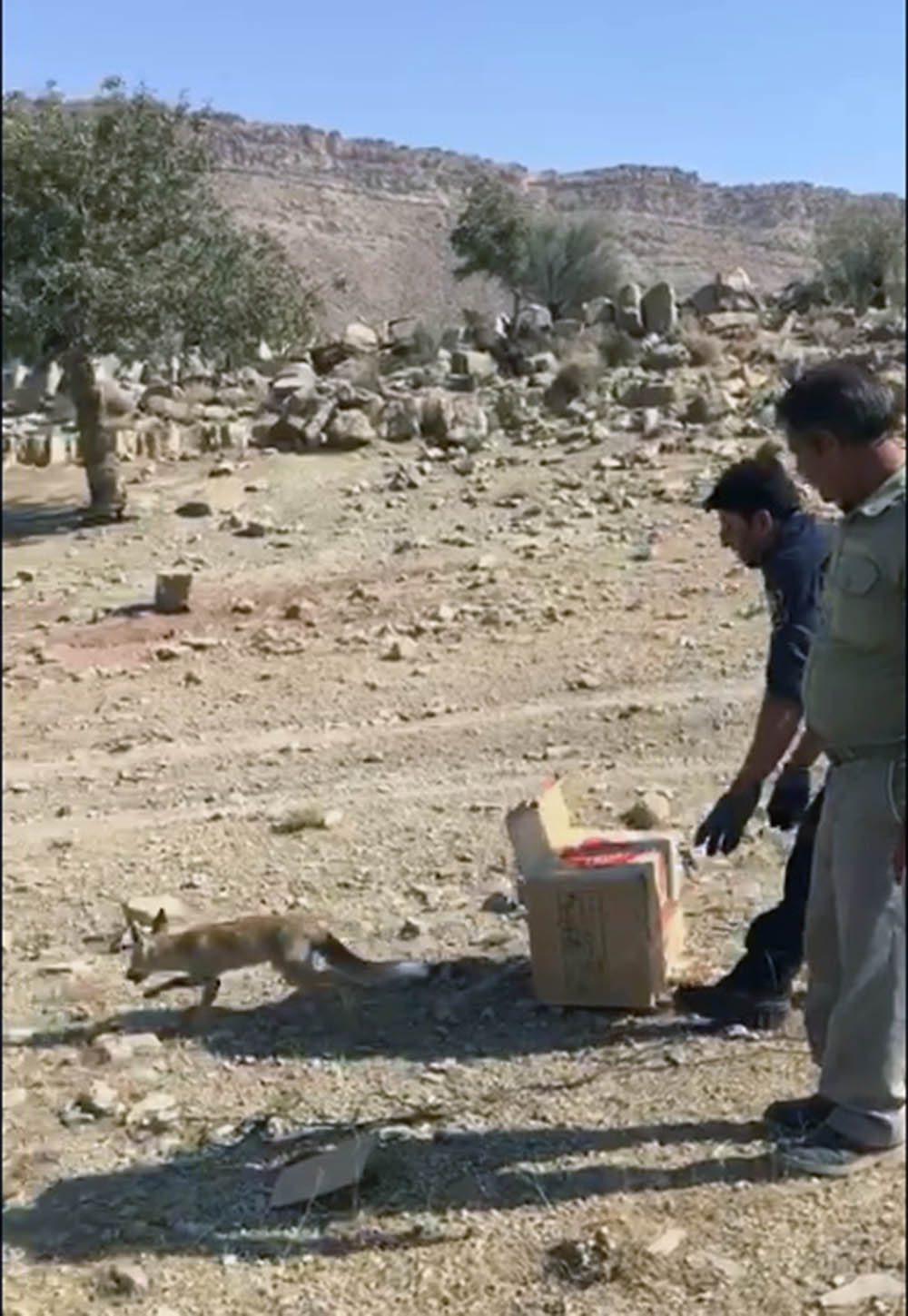 تیمار و رها سازی روباه توسط شهروند دوستدار محیط زیست در فیروز آباد فارس