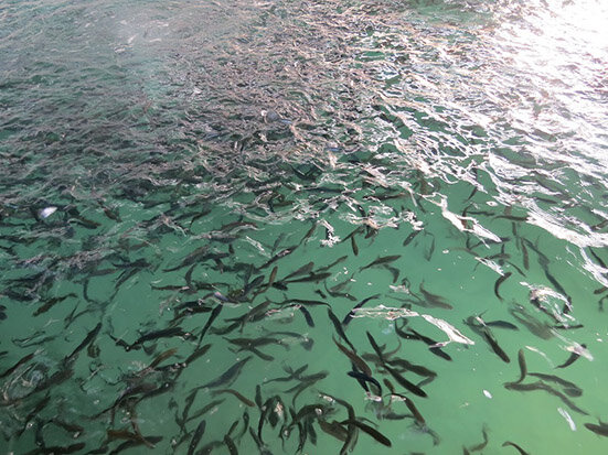 رها سازی ۱۶ هزار بچه ماهی در استخر‌های کشاورزی گتوند