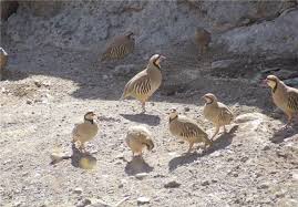 رهاسازی ۸ قطعه پرنده در شهرستان سرایان