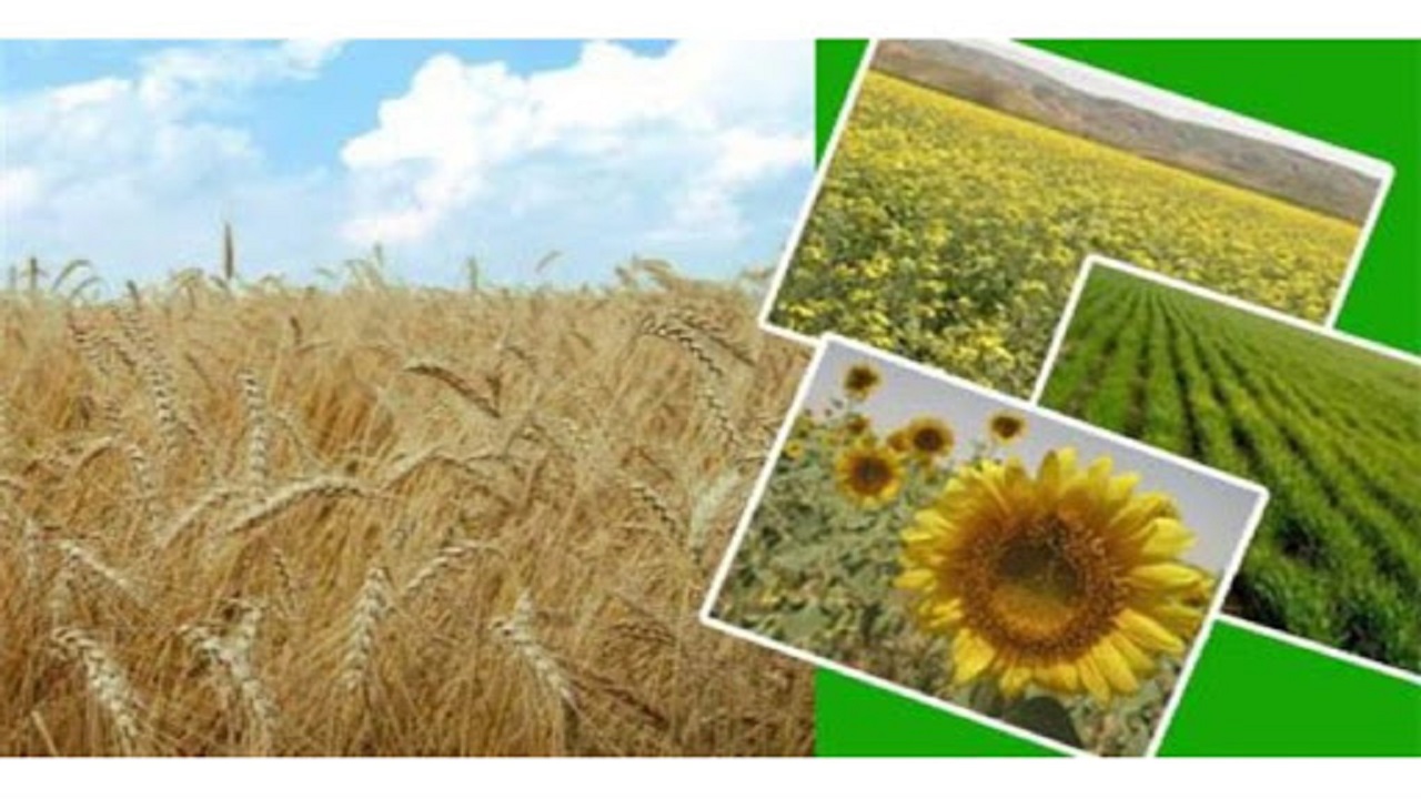 تولید ۲ میلیون و ۸۸۰ هزار تن محصولات زراعی در استان قزوین