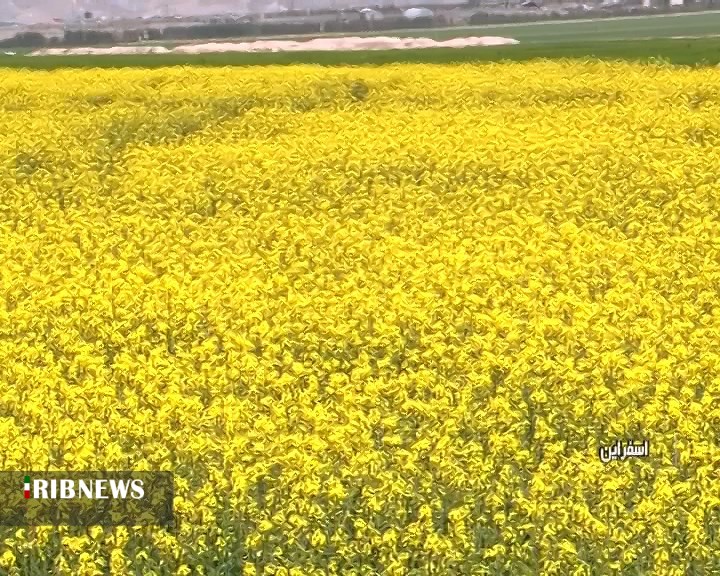 براي گسترش سطح زيرکشت دانه هاي روغني هم/ به کلزاکاران توصيه هايي کرد