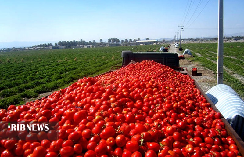 خرید 26 هزار تن گوجه فرنگی از کشاورزان