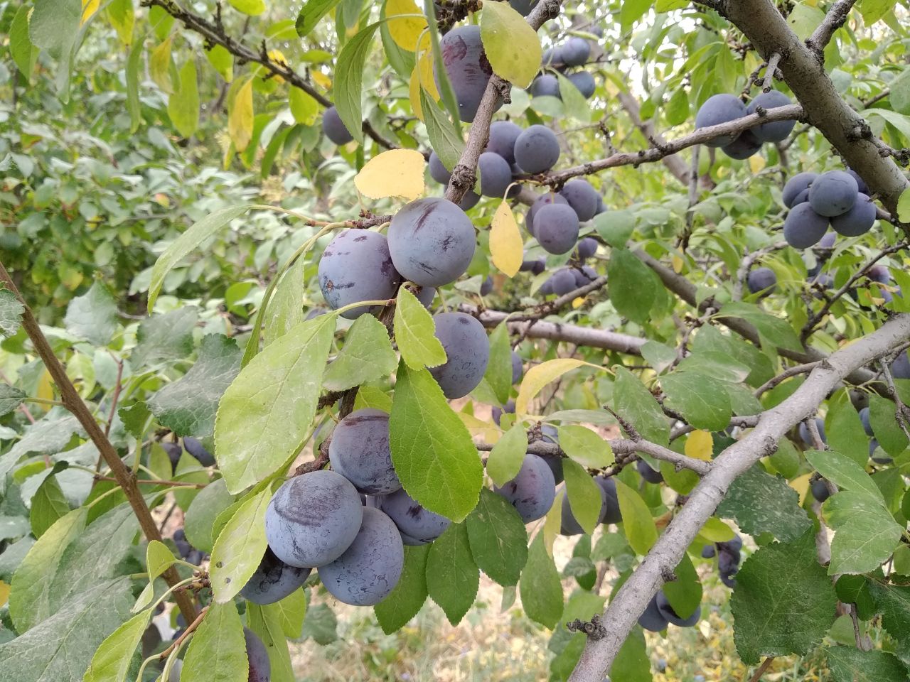 آلوی خرو؛ در راه بورس