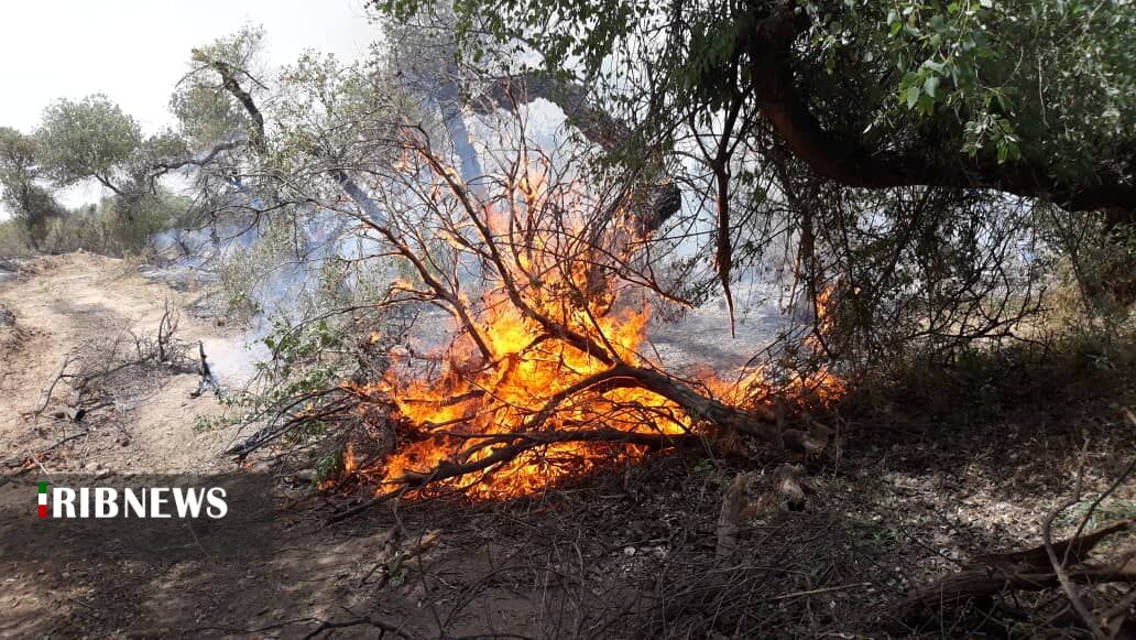 آتش سوزی در جنگلهای کوه رباط