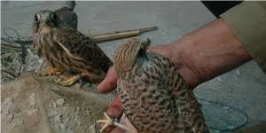 دستگیری شکارچی متخلف پرندگان درشهرستان سیریک