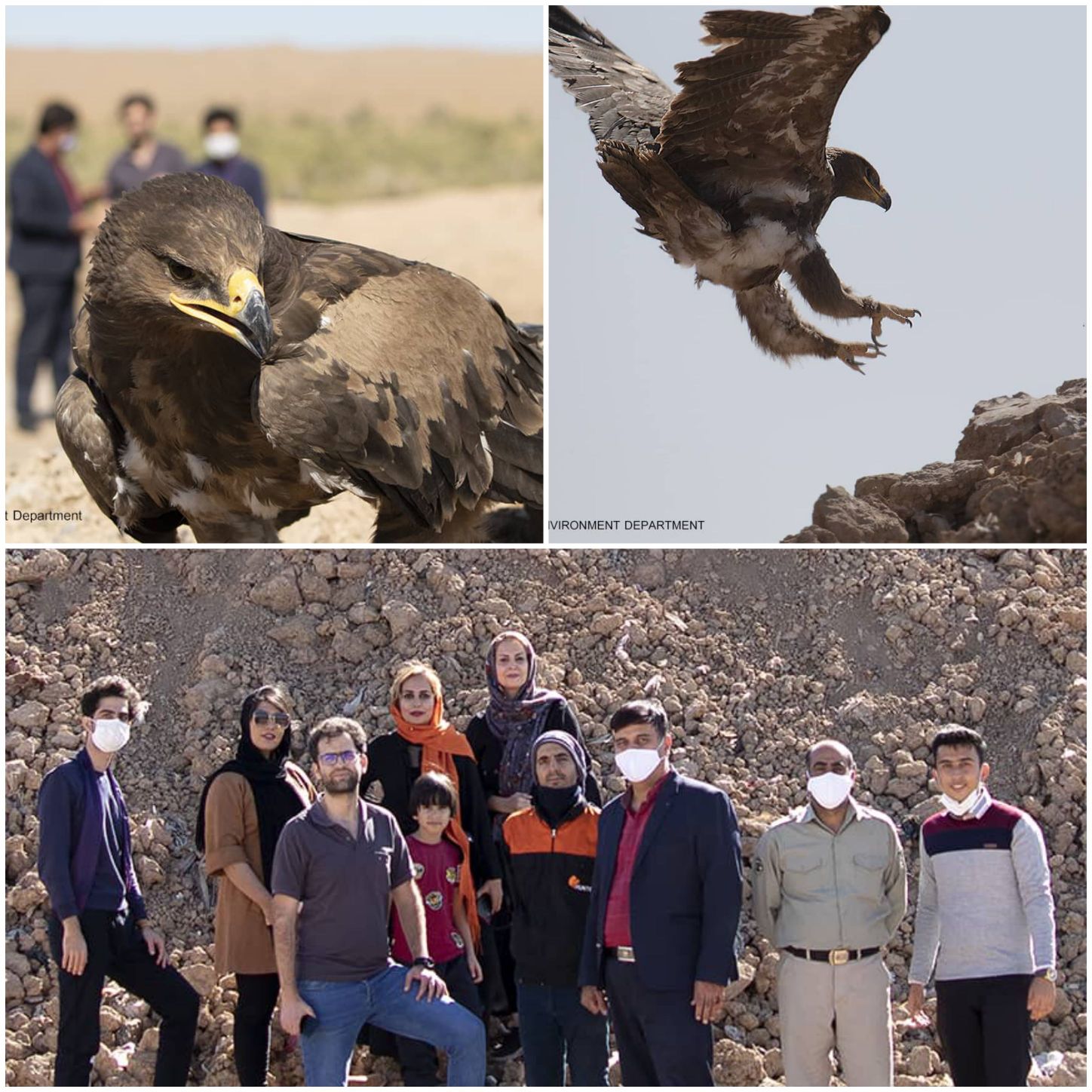 رهاسازی یک قطعه عقاب طلایی در زیستگاه‌های طبیعی کاشان