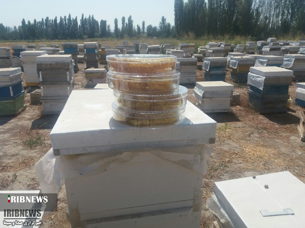 تولید بیش از 5 تن فراورده عسل در خراسان جنوبی