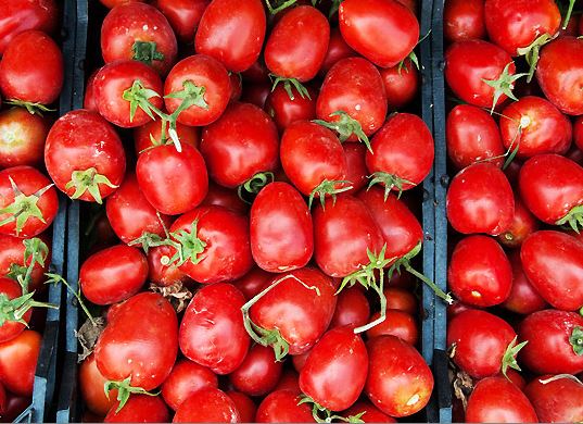 حل مشکل کمبود گوجه فرنگی در یزد با افزایش قیمت
