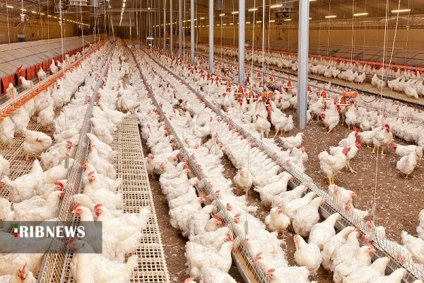 افزایش قیمت مرغ و دغدغه های مرغداران