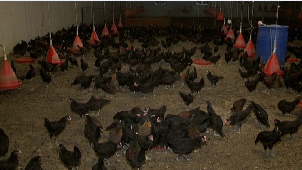 بزرگترین مرکز تولید مرغ بومی کشور در یزد