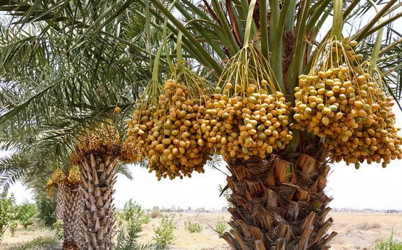 برداشت خرما از نخلستان بخش کلات مورموری