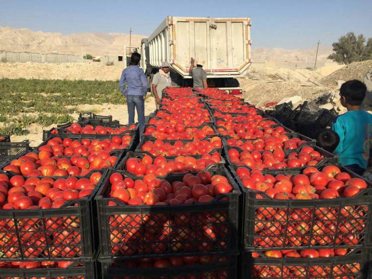 گوجه فرنگی مرجوعی از عراق به دلیل عدم تأیید سازمان‌های نظارتی است