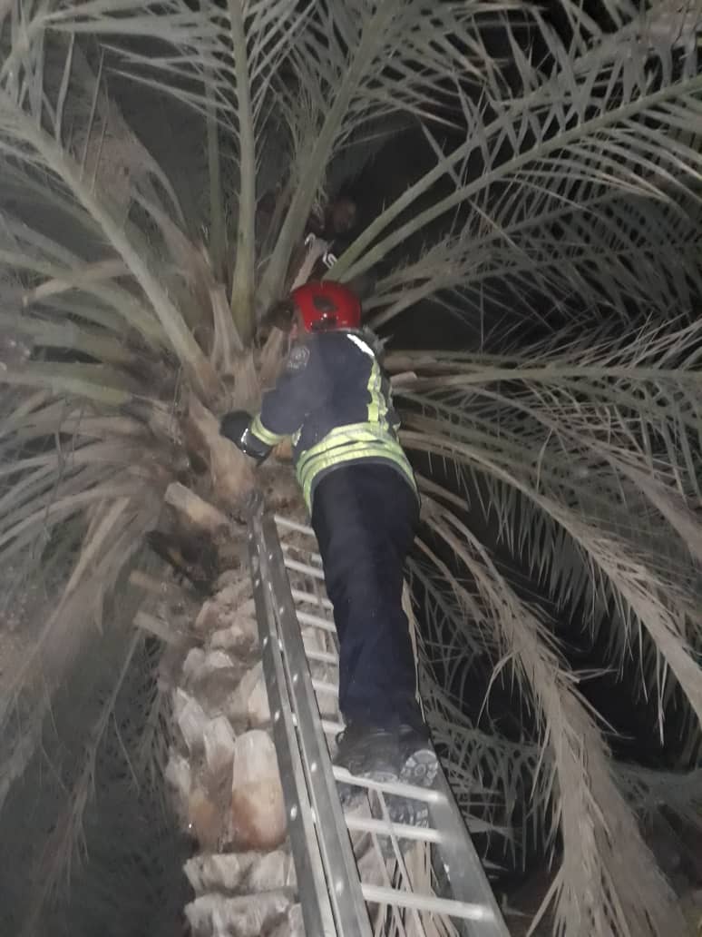 نجات مرد ۲۷ ساله از بالای درخت نخل