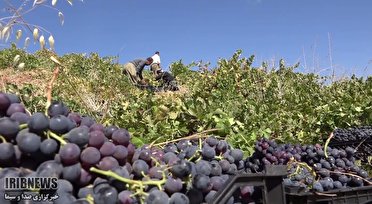 پیش‌بینی برداشت۱۴۷ هزار تن انگور سیاه در کردستان