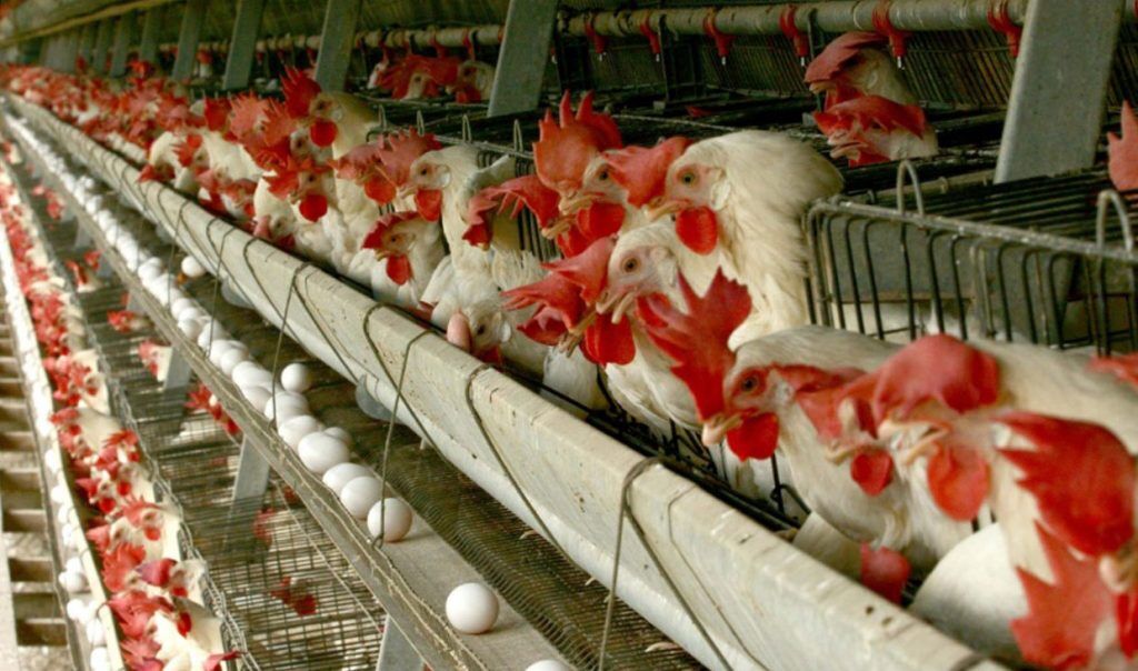 مازاد بر نیاز نیمی از تخم مرغ تولیدی آذربایجان شرقی