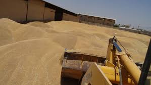 افزایش ۴۸ درصدی خرید گندم از کشاورزان فارس