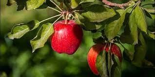 برداشت ۶۰ هزار تن سیب درختی از باغ‌های مشهد