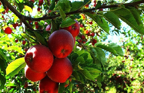 افزایش ۱۲ درصدی تولید سیب درختی در پیرانشهر
