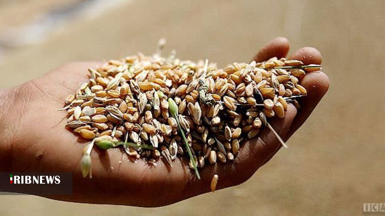 توزیع 20هزار تن گندم در کردستان