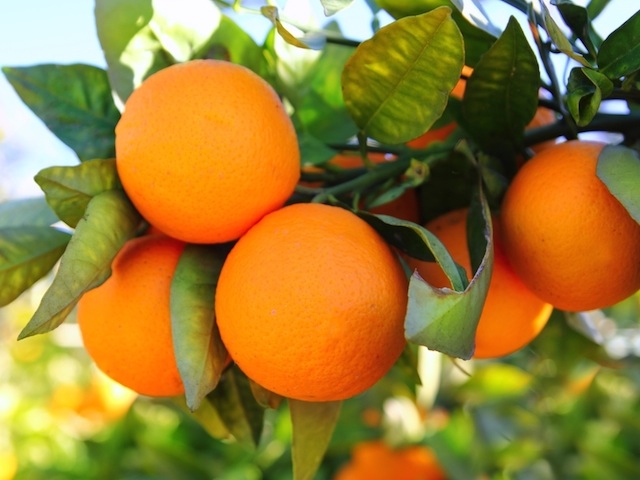 پرتقال داراب در راه بازار‌های بین المللی
