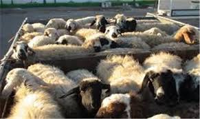 كشف هزار و400 گوسفند قاچاق در فارياب