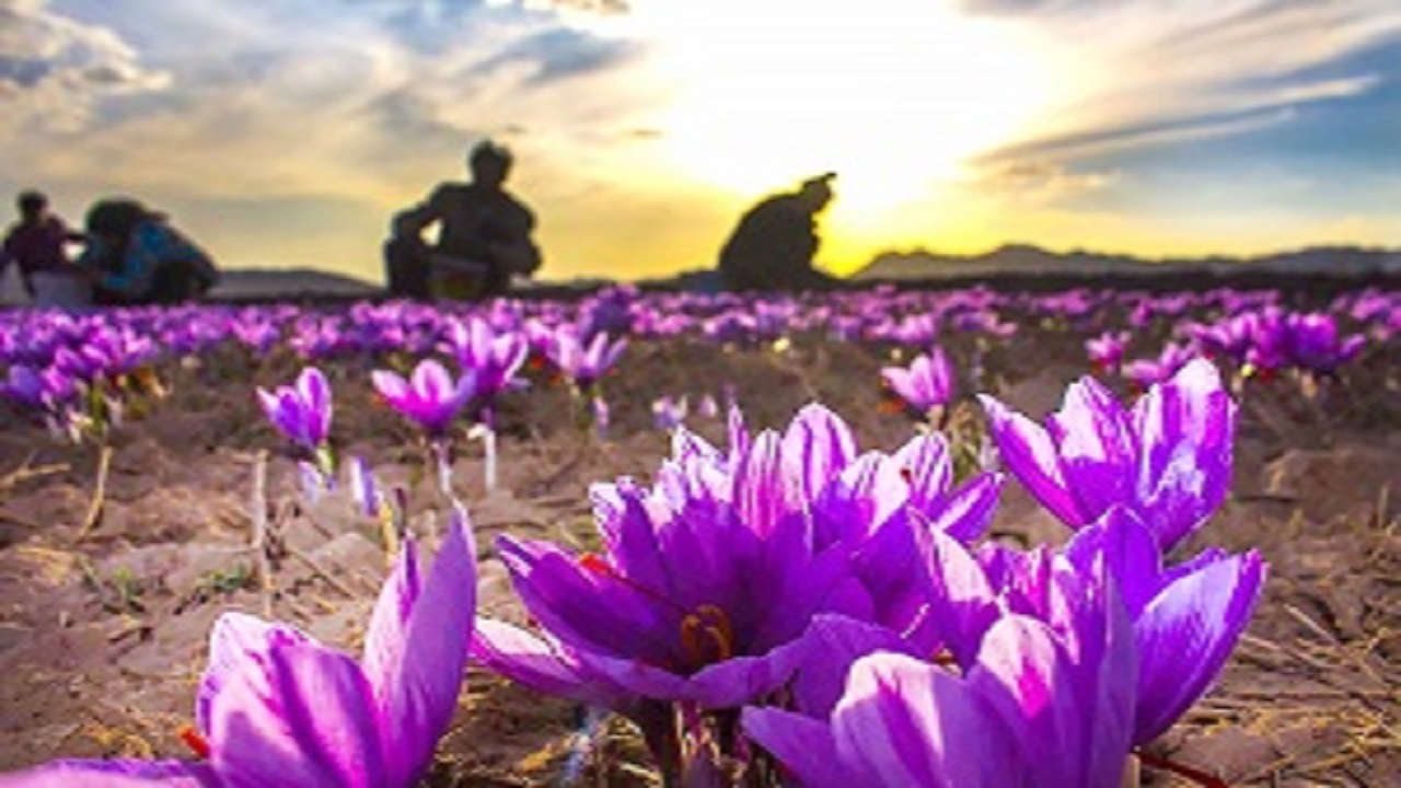 آغاز برداشت زعفران در استان قزوین
