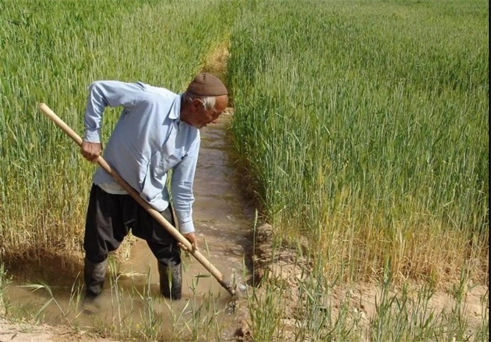 کشاورزان استان قزوین محصولات زراعی و باغی خود را بیمه کنند