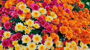 کاشت صد هزار گل داوودی با ۱۵ رنگ در فضای سبز شهر اصفهان