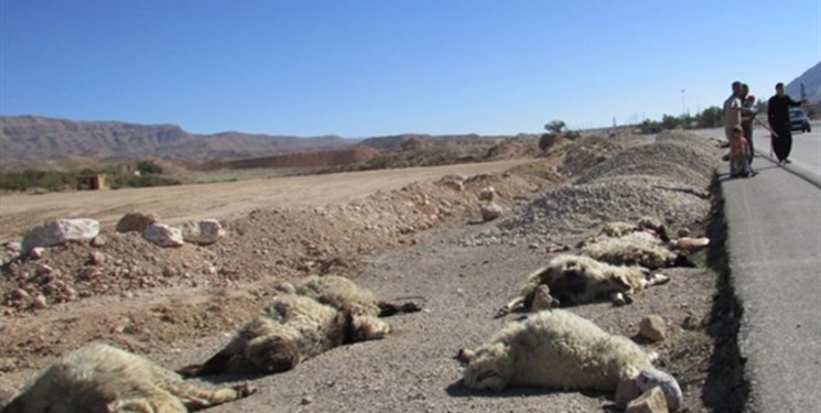 12 رأس گوسفند در برخورد با سواری پراید تلف شد