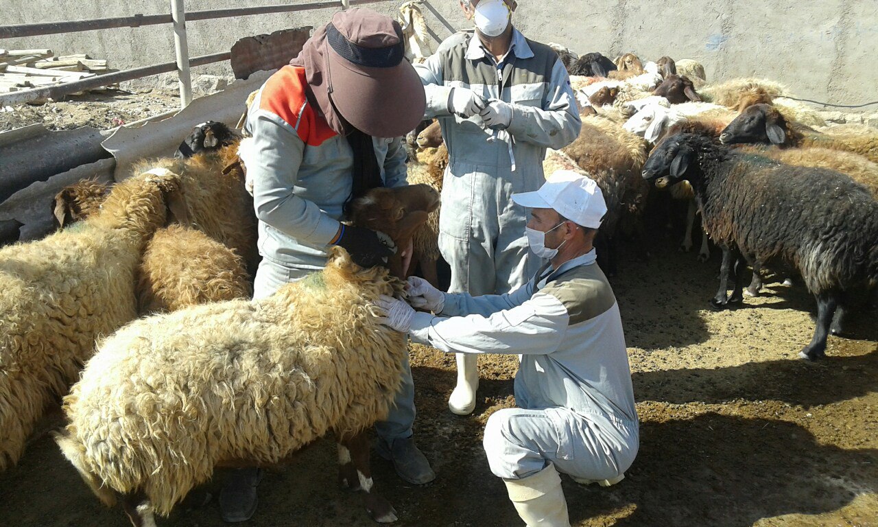 هشدار دامپزشکی درباره احتمال بروز سیاه زخم در بخش رخ