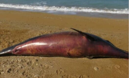 خفگی در تور صیادی عامل به گل نشستن دلفین در ساحل تنگستان