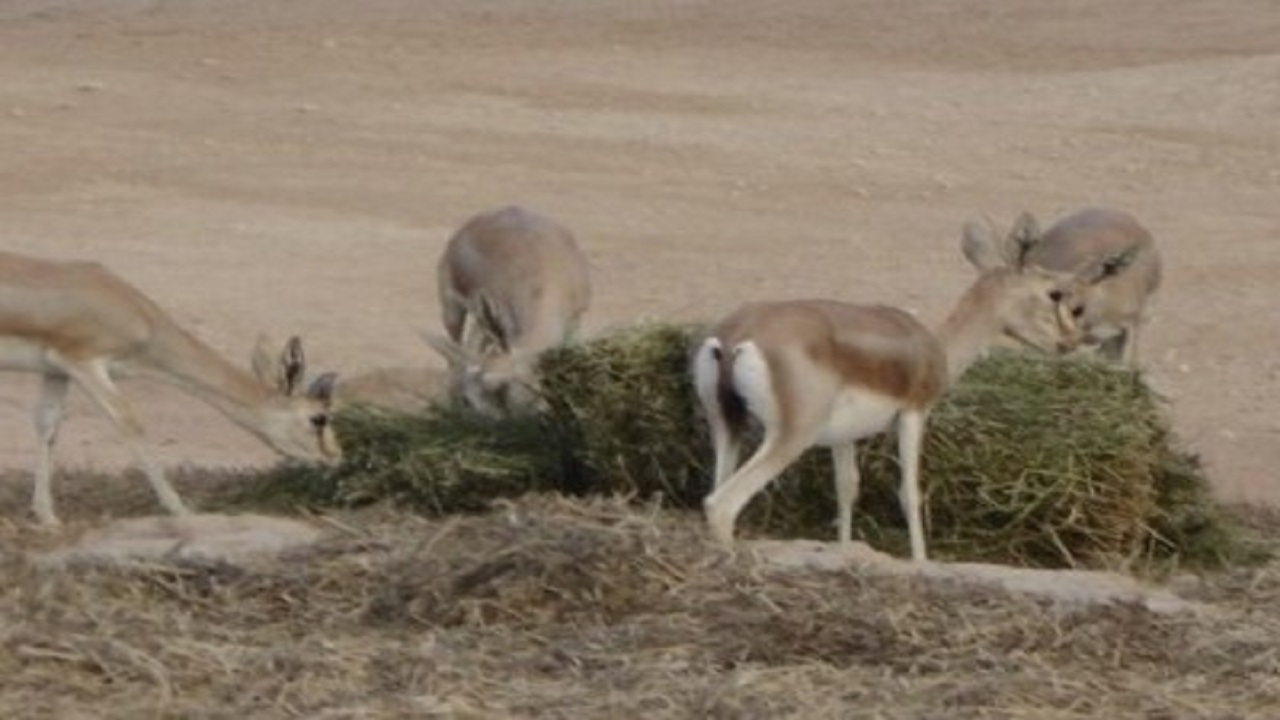 نذری برای طبیعت