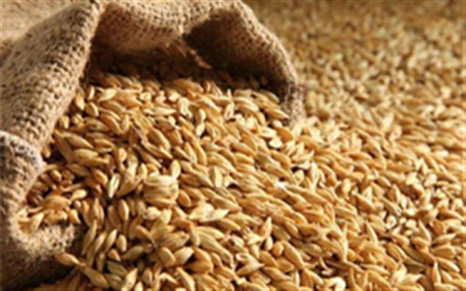 توزیع بذر گندم و جو بین کشاورزان آذربایجان‌غربی