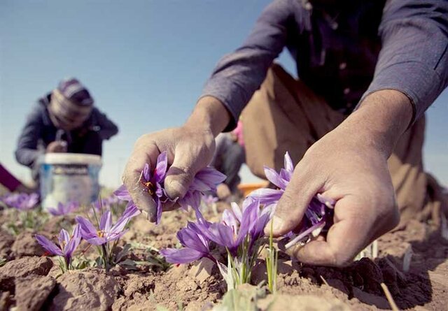 درآمد زایی میلیاردی کشت زعفران برای کشاورزان صحنه‌ای