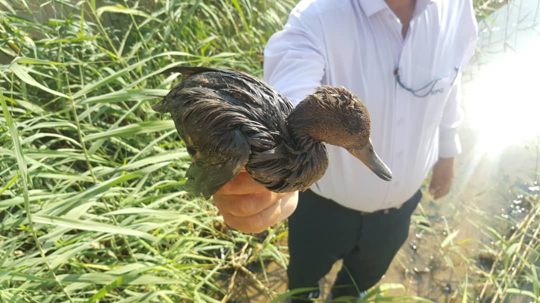 نجات یک اردک مهاجر