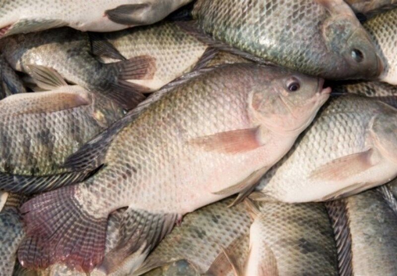 پیش بینی تولید ۸۰ تن ماهی تیلاپیا در استان سمنان