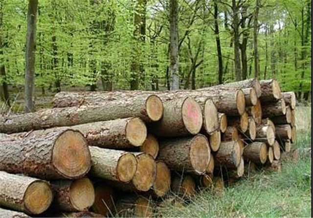درآمد زراعت چوب چهار برابر دیگر محصولات
