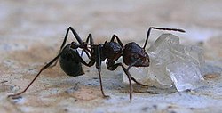 ترفند‌هایی برای فراری دادن مورچه‌ها از خانه
