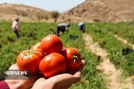 صادرات 60 هزار تن گوجه فرنگی از کردستان به عراق