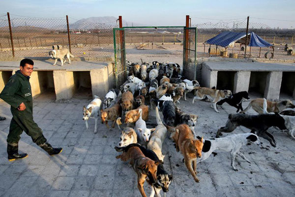 عقیم سازی ۲۰۰ قلاده سگ ولگرد در اهواز